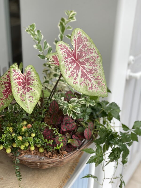 7月の寄せ植え 水曜クラス | 寄せ植え倶楽部ブログ