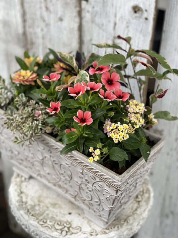 6月の寄せ植え 日曜クラス | 寄せ植え倶楽部ブログ