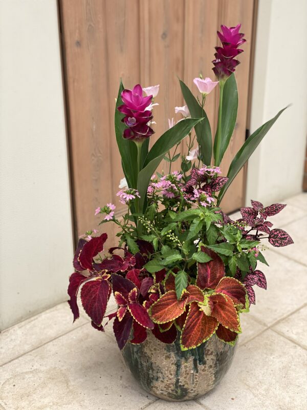 寄せ植え アーカイブ | 寄せ植え倶楽部ブログ